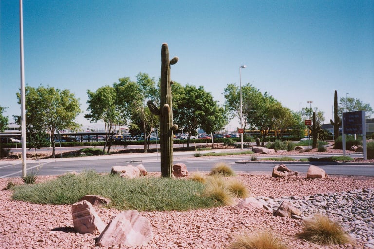 Cactus as Las Vegas Airport