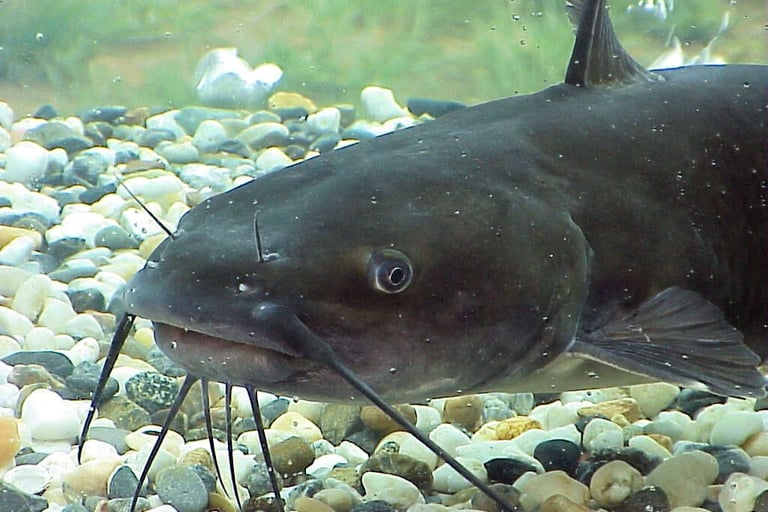 Poisson chat élevés au sein de l'association MOBOVOME
