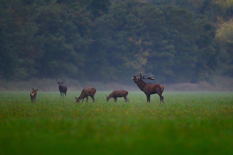 cerf élaphe