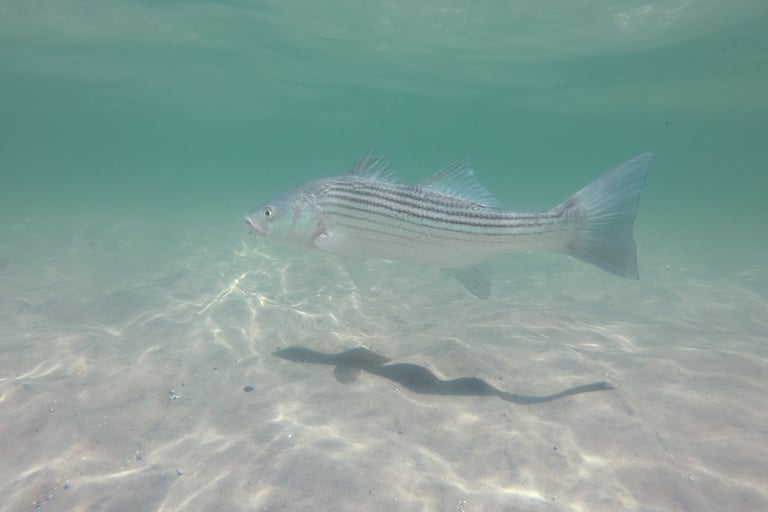 Striped bass released