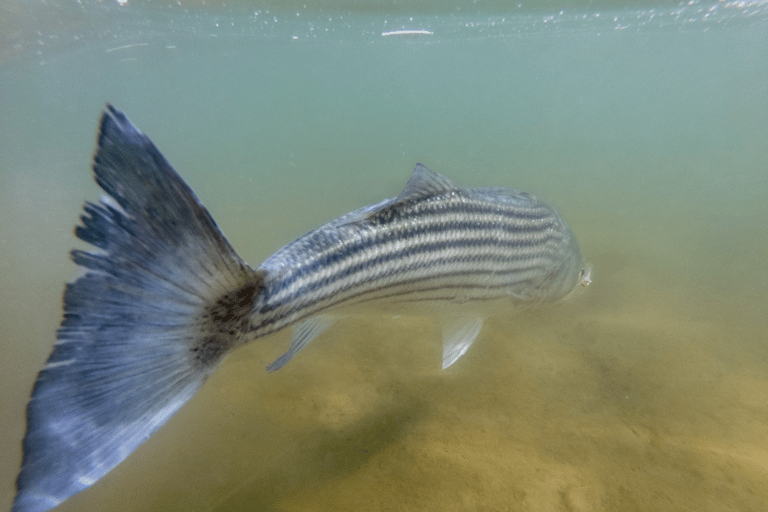 Long Island Striped Bass