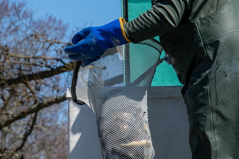 Trout stocking
