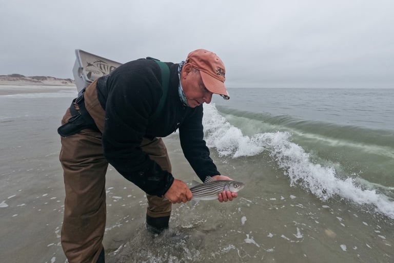 striped bass long island