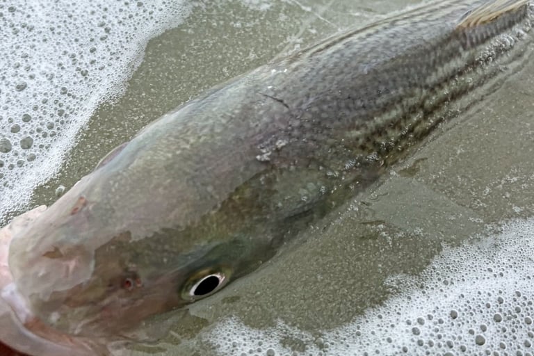 fly fishing striped bass 