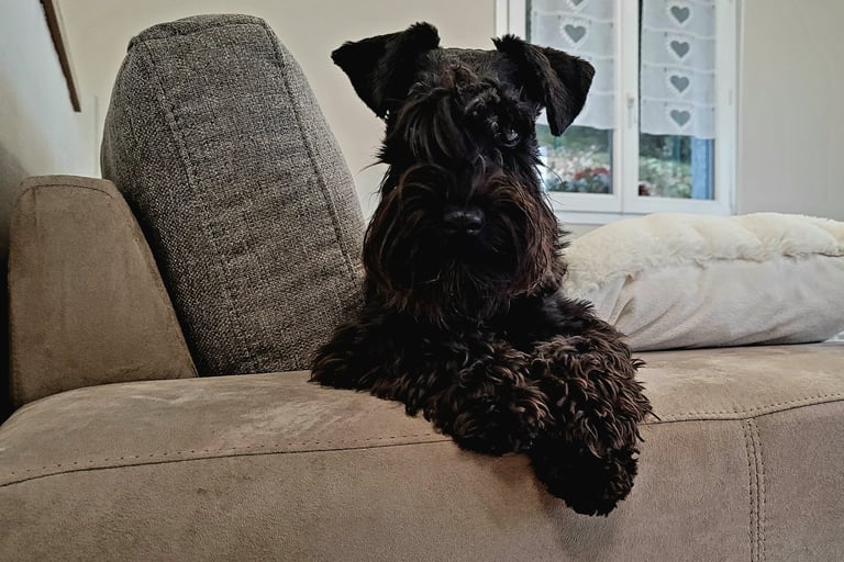 Femelle Schnauzer qui vit en famille