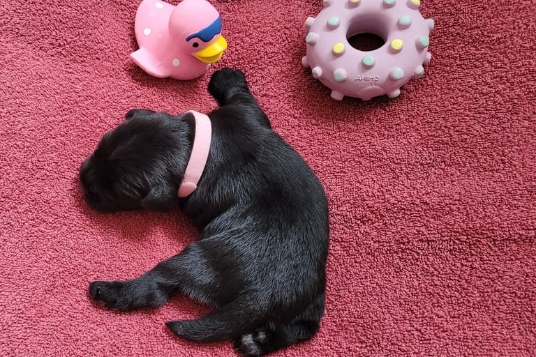 Mignon chiot Schnauzer noir