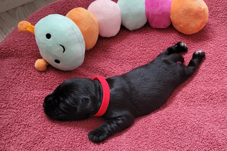 Bébé Schnauzer nain noir