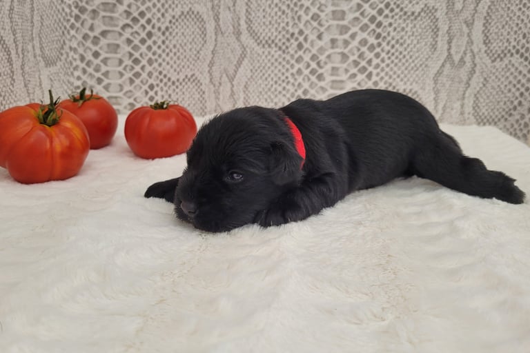 Bébé Schnauzer noir