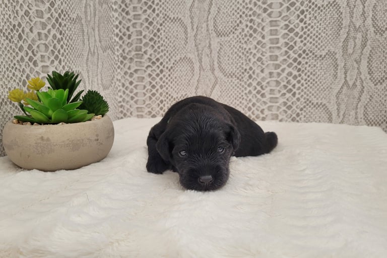 Bébé Marley