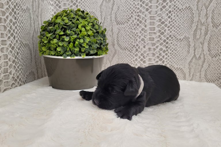 Petit mâle Schnauzer