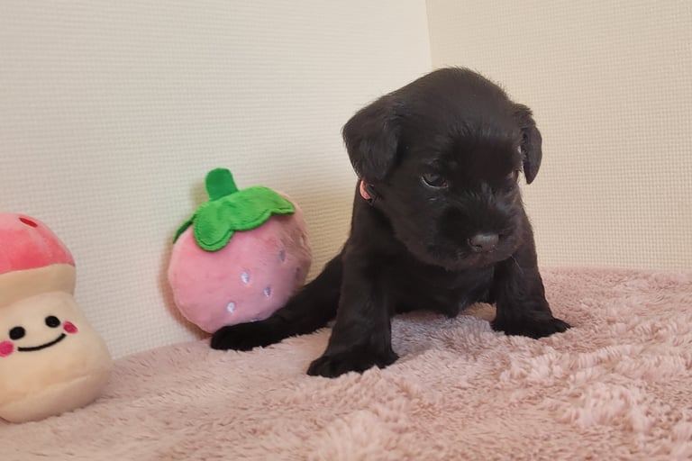 Chiot Schnauzer nain noir