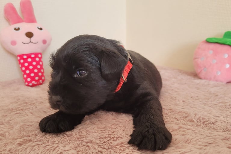 Bébé Schnauzer qui joue