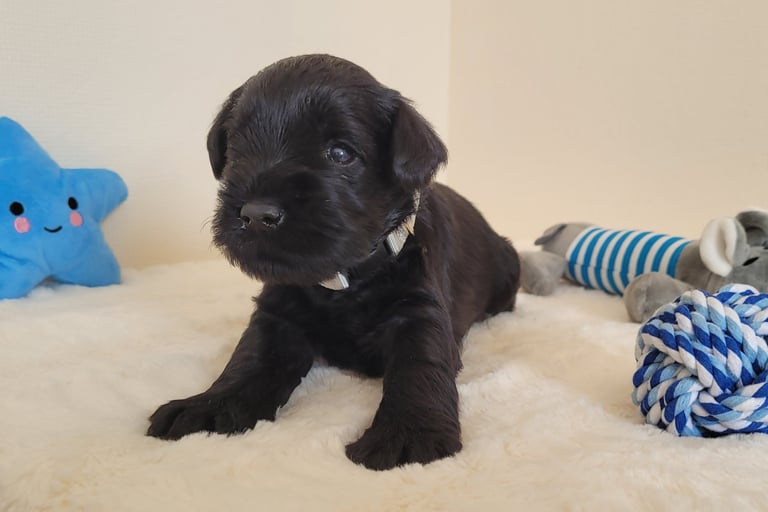 Bébé Schnauzer assis