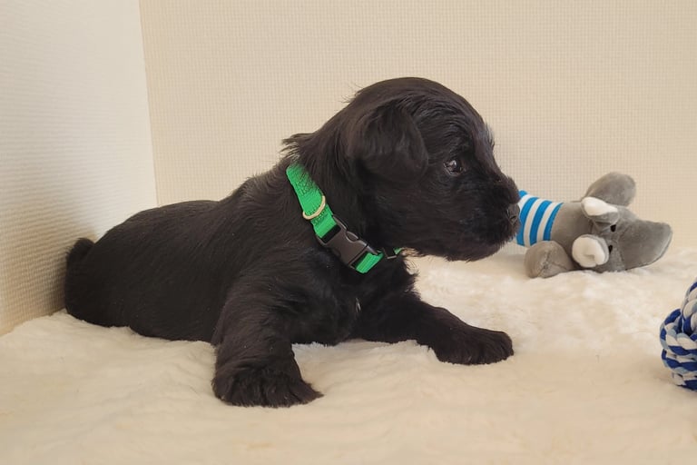 Chiot Schnauzer heureux