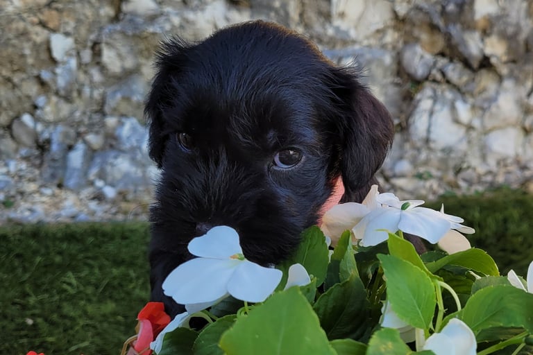 Bébé femelle dans les fleurs