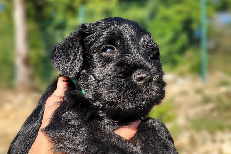 Chiot Schnauzer au soleil