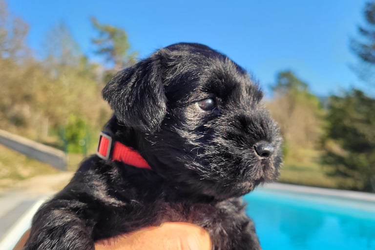 Bébé Schnauzer au bord de la piscine