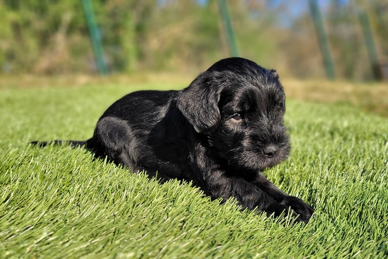 Chiot Schnauzer couché dans l'herbe