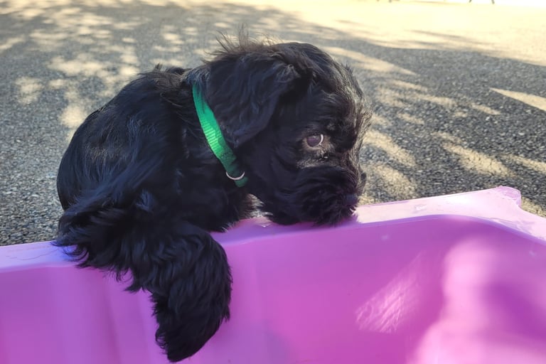 Chiot Schnauzer qui grignote une piscine