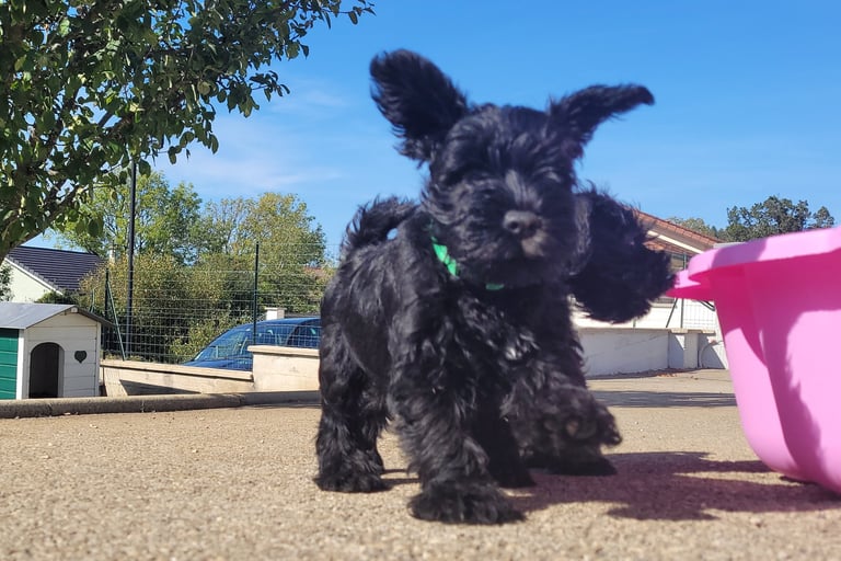 Chiot Schnauzer qui s'envole