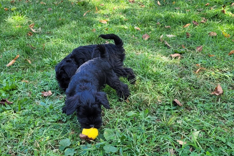 Chiots Schnauzer heureux