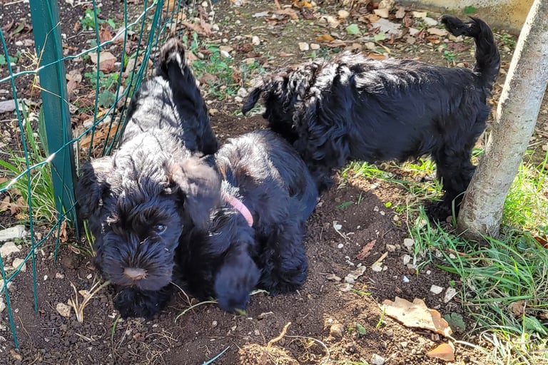 Schnauzer nains noirs qui jouent
