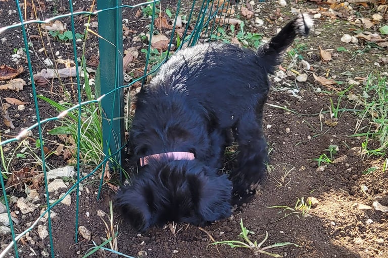 Bébé Schnauzer qui creuse