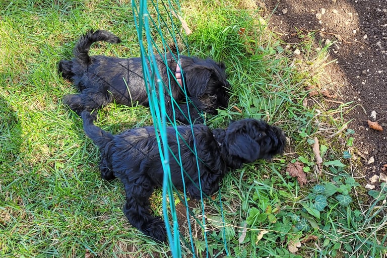 Chiots Schnauzer qui s'échappent
