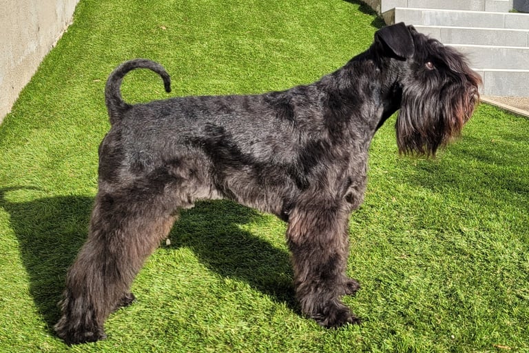 Très beau mâle Schnauzer