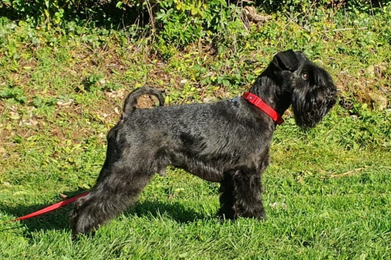 Panzer, étalon Diamants Noirs d''Also