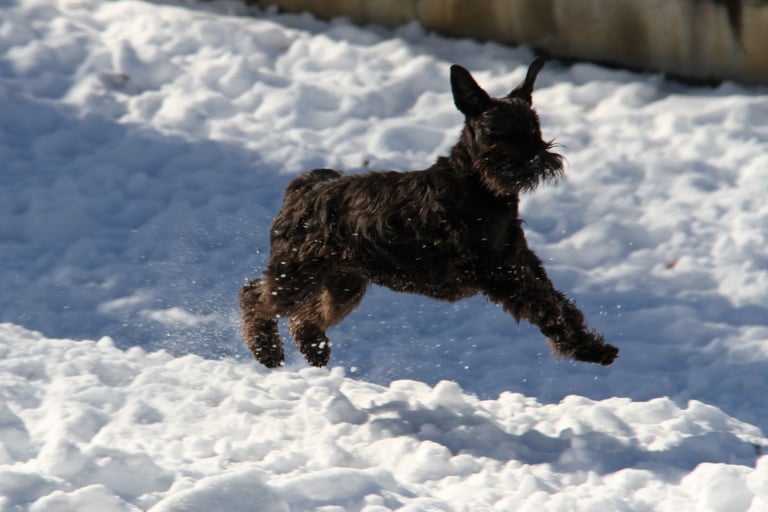 femelle schnauzer qui joue dans la neige