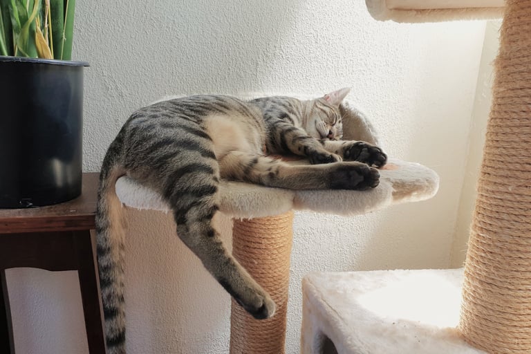 a cat laying on a cat tree