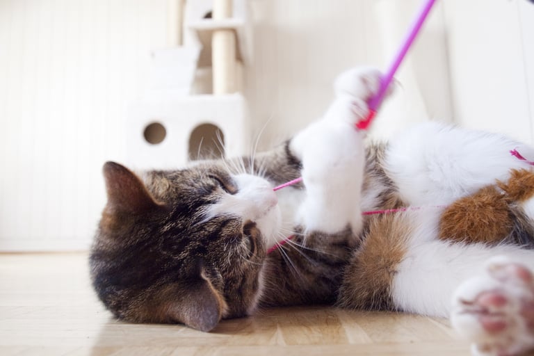 a cat laying on the floor with a toy in its mouth