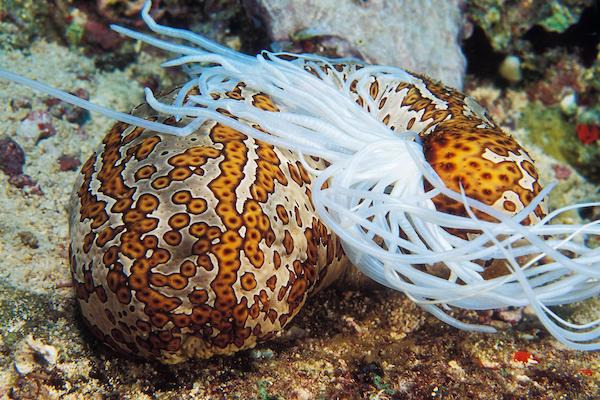 concombre de mer