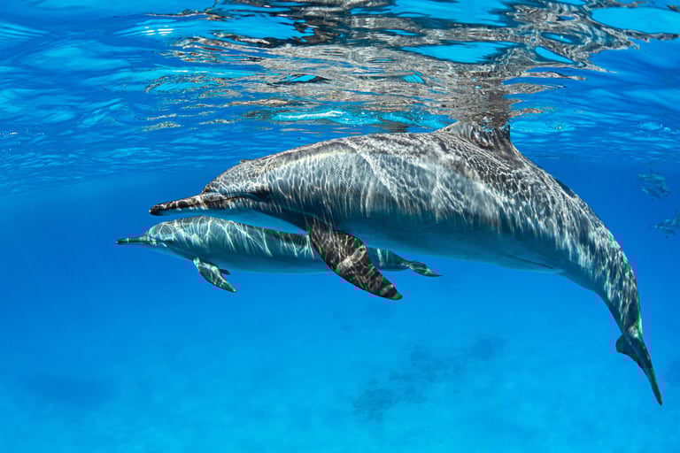 swim with dolphins Red Sea 