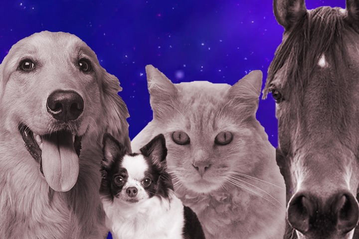 2 dogs, a cat and a horse, beloved companion animals