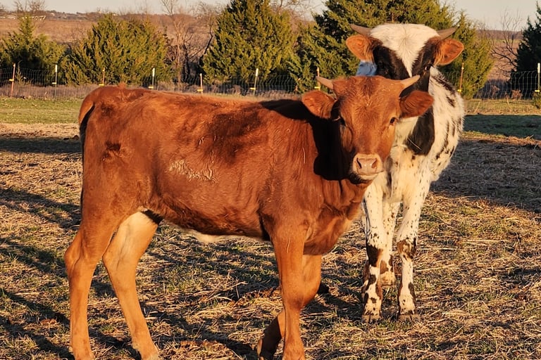 Miniature Longhorn heifer calf and bull calf at HHR