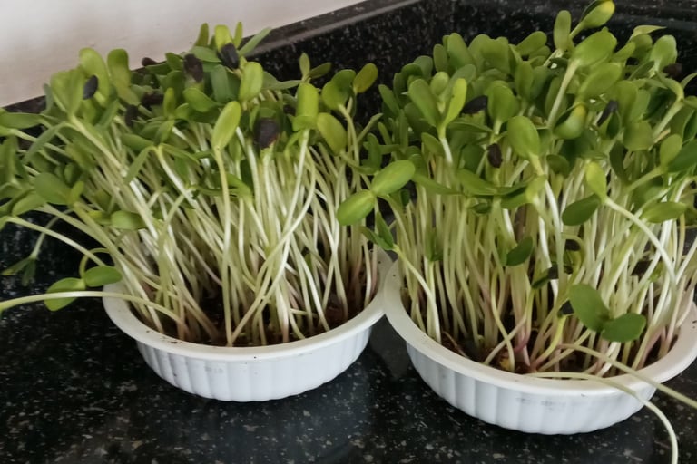 micro greens being grown in left over coco coir vermiculite substrate