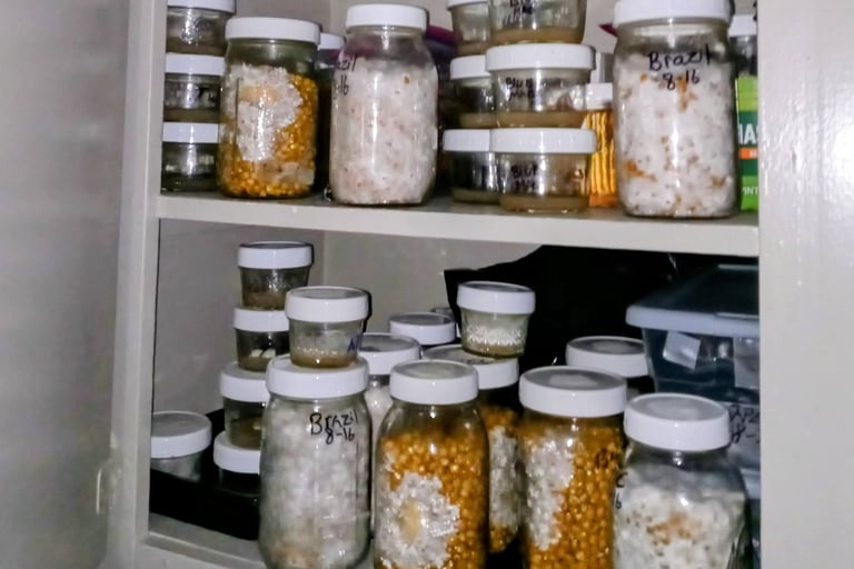 grain and agar jars in a cupboard 