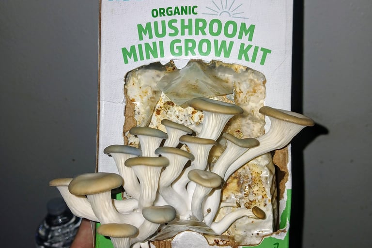 back to the roots mushroom grow kit with not enough fresh air exchange