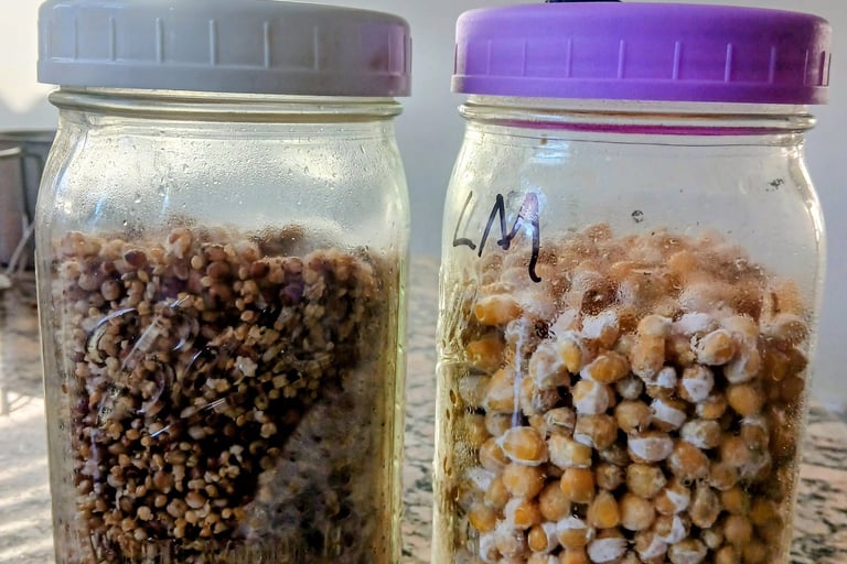 grain jars at too early  a stage to shake yet