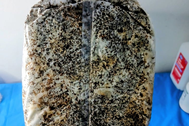 Bottom of a fully colonized fruiting block, blue oyster