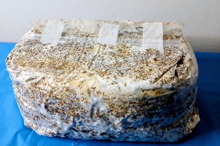 Colonized gourmet fruiting block blue oyster after taping flap down