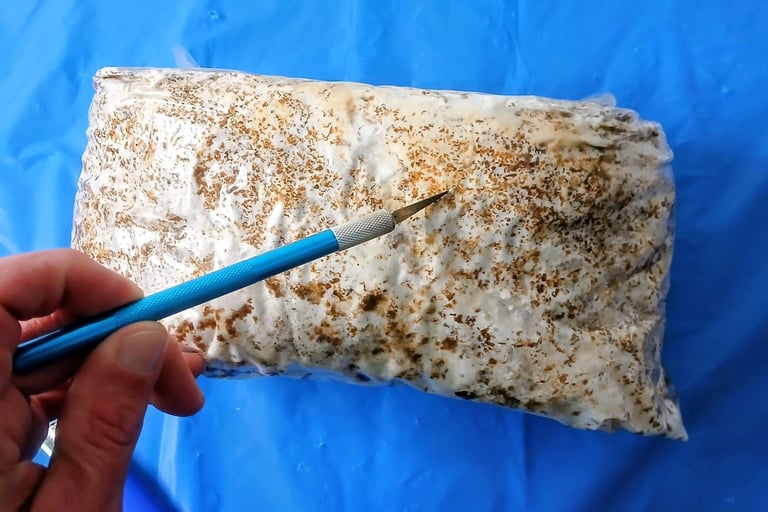 cutting a x into a gourmet mushroom fruiting block