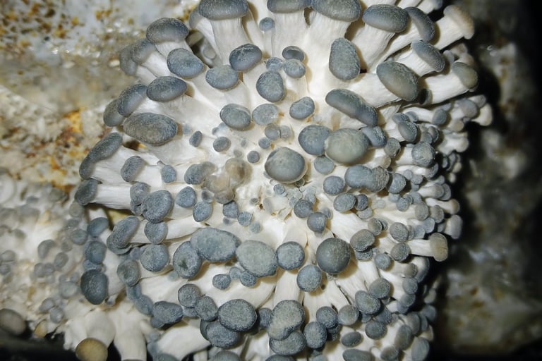 Blue oyster pins forming on mushroom grow kit