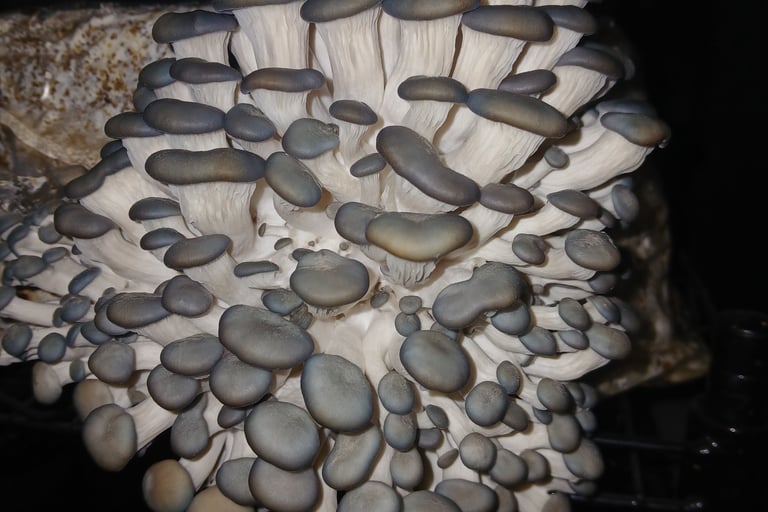 blue oyster mushrooms pins