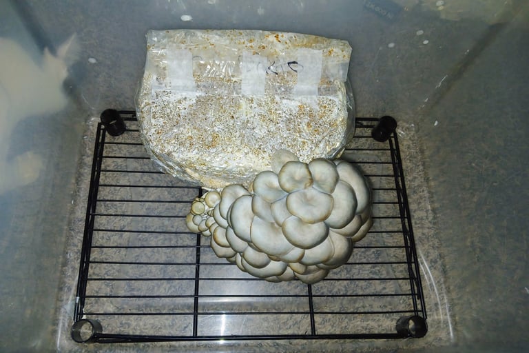  A simple fruiting chamber to keep grow kit in right conditions