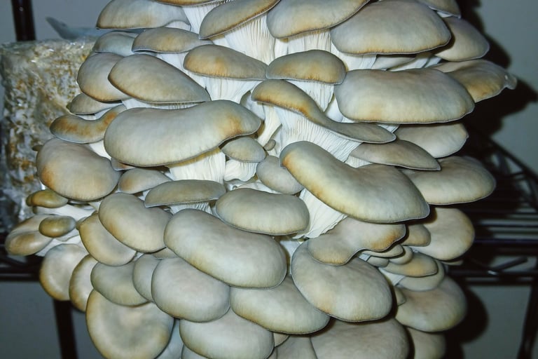 First flush of blue oysters, more mushrooms and weight than second flush