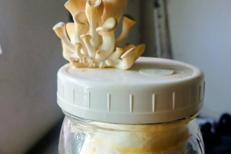 blue oyster fruiting out the top of a grain jar that sat too long