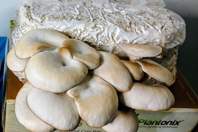 Second flush of blue oysters, less weight and mushrooms but larger fruits